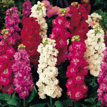 ������ ���������� �������� ��������, ����� ������