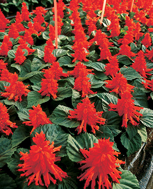 01-00006385 - ����