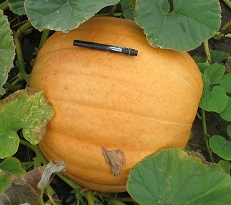 Тыква крупноплодная Биг макс Тыква крупноплодная Биг макс