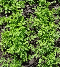 Кресс-салат Ажур Кресс-салат Ажур