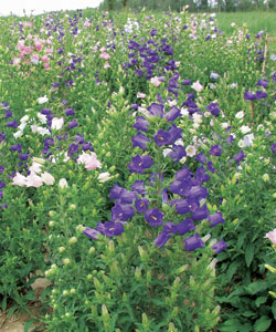 ����������� ������� ��������, ����� ������