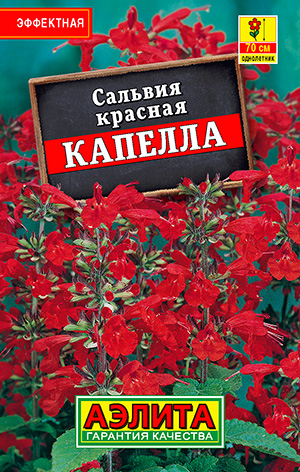Сальвия красная Капелла Сальвия красная Капелла