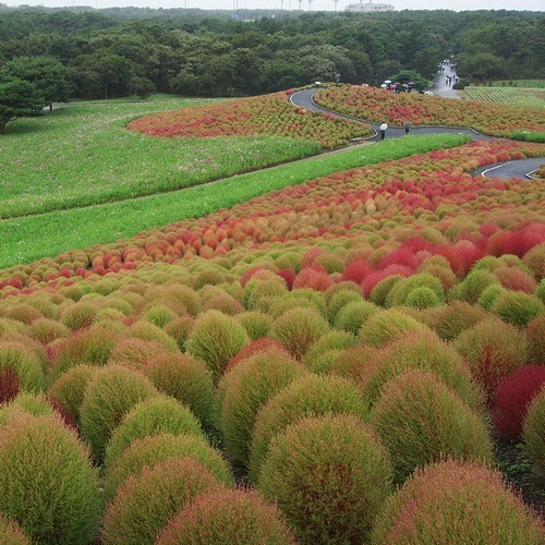 ����� ������� ���