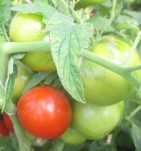 Томат Титан Томат Титан