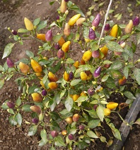 Перец острый Фитилек Перец острый Фитилек