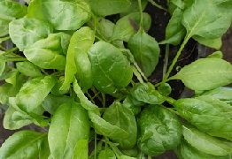 Шпинат Жирнолистный Шпинат Жирнолистный