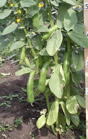 Бобы овощные Белорусские Бобы овощные Белорусские