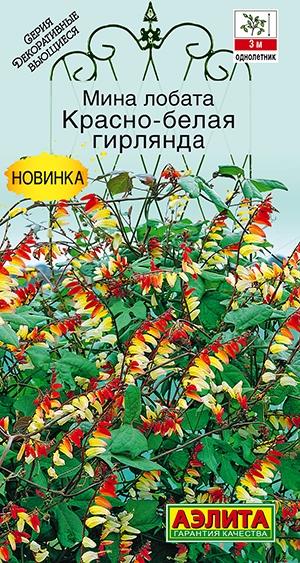 Мина лобата Красно-белая гирлянда Мина лобата Красно-белая гирлянда