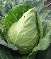 Капуста б/к Везувий Капуста б/к Везувий