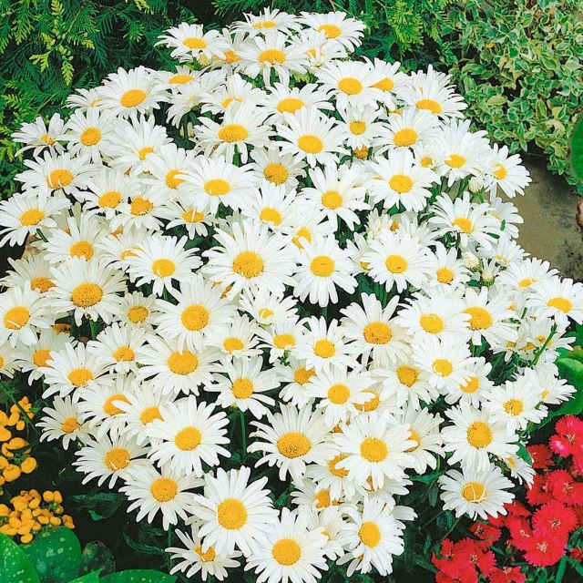 ������� ���������� ���������� ���������