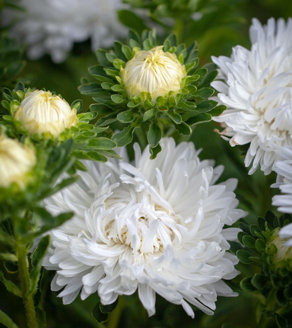 ����� ��������� ��������� �����