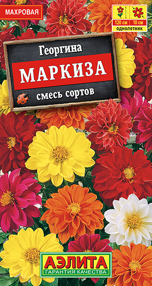 Георгина махровая Маркиза, смесь сортов Георгина махровая Маркиза, смесь сортов