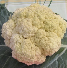 Капуста цветная Экспрес МС Капуста цветная Экспрес МС