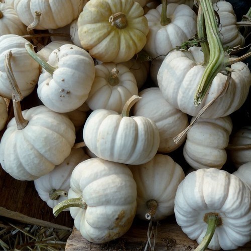 ����� ������������ ���� ��