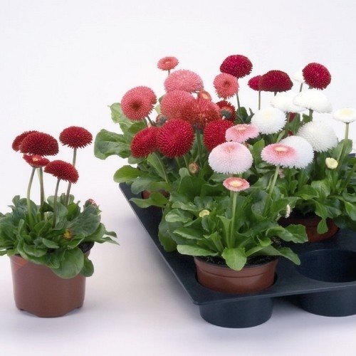 Маргаритка Помпонетт, смесь сортов Маргаритка Помпонетт, смесь сортов