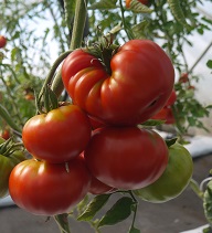 Томат Кинг сайз Томат Кинг сайз