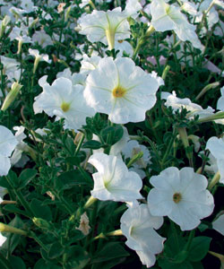 ������� ����������� ���� �������� ��������