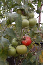 Томат Волгоградский скороспелый 323 Томат Волгоградский скороспелый 323