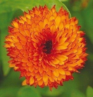 ��������� ���� ��������