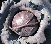 Капуста к/к Топаз Капуста к/к Топаз