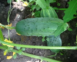 Огурец Новонежинский Огурец Новонежинский