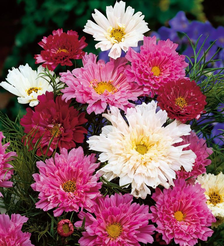 ������ �������������� ���� ������ ��������, ����� ������