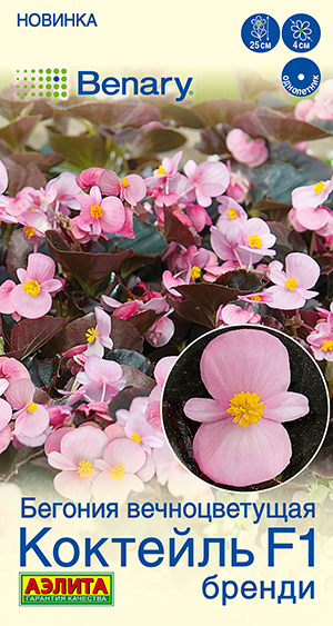 Бегония вечноцветущая Коктейль F1 бренди Бегония вечноцветущая Коктейль F1 бренди