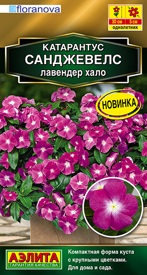 Катарантус Санджевелс лавендер хало Катарантус Санджевелс лавендер хало
