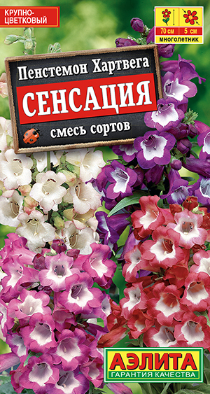Пенстемон Сенсация, смесь сортов Пенстемон Сенсация, смесь сортов