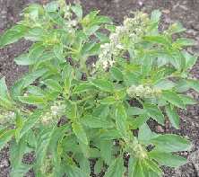 Базилик овощной Лимонный Базилик овощной Лимонный