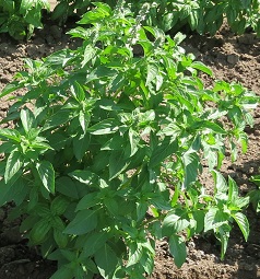 Базилик овощной Американский лимон Базилик овощной Американский лимон