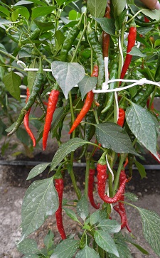 Перец острый Копье индейца Перец острый Копье индейца