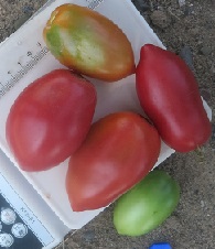 Томат Розовая торпеда Томат Розовая торпеда