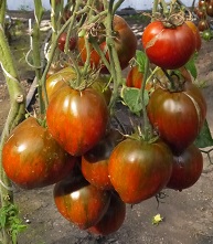 Томат Беркли тай дай хаат Томат Беркли тай дай хаат