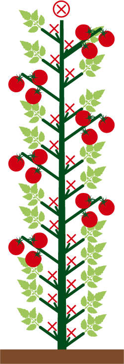 15.V - 05.VI - 