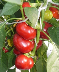 Перец сладкий Оленька Перец сладкий Оленька