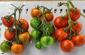 Томат Дуо Томат Дуо