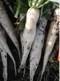 Редька китайская Клык слона Редька китайская Клык слона