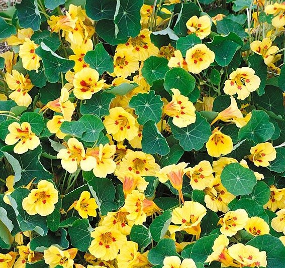 ��������� ���������� �������� ��� ������