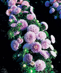 ����� ��������� ����� ������ ����������� ����������