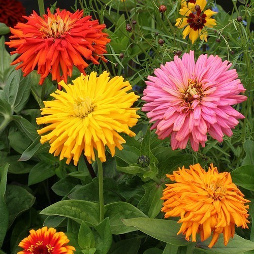 ������ ������� ����������������, ����� ������