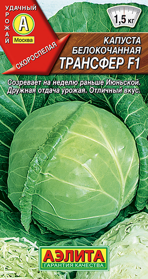 Капуста б/к Трансфер F1 Капуста б/к Трансфер F1