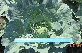 Капуста б/к Альбатрос F1 Капуста б/к Альбатрос F1