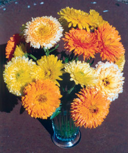 Календула Пацифик Бьюти махровая, смесь сортов Календула Пацифик Бьюти махровая, смесь сортов