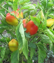 Перец сладкий Поле чудес Перец сладкий Поле чудес