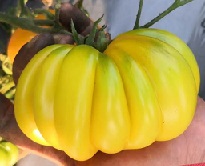 Томат Золотой кошелек Томат Золотой кошелек