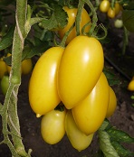 Томат Сосулька кремовая Томат Сосулька кремовая