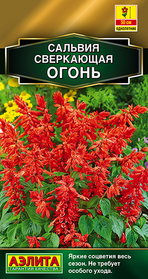 Сальвия сверкающая Огонь Сальвия сверкающая Огонь