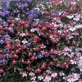 Лобелия Каскад ампельная, смесь сортов Лобелия Каскад ампельная, смесь сортов