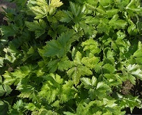 Сельдерей листовой Летний бум Сельдерей листовой Летний бум